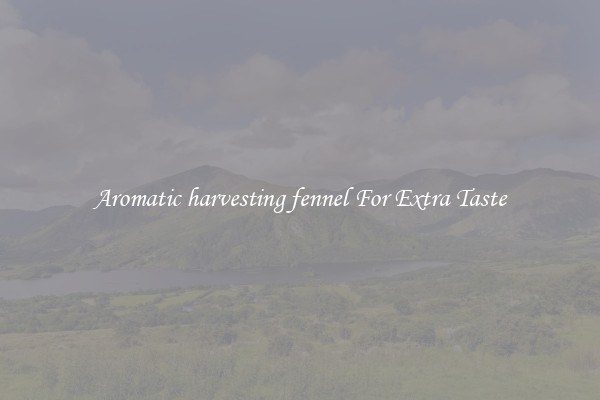 Aromatic harvesting fennel For Extra Taste